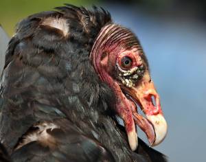 Coastal Raptors director to share Africa experience