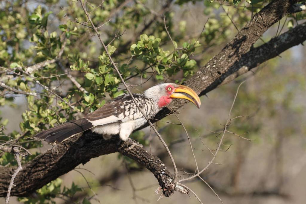 Coastal Raptors director to share Africa experience