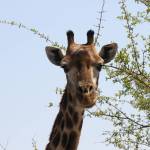 Coastal Raptors director to share Africa experience