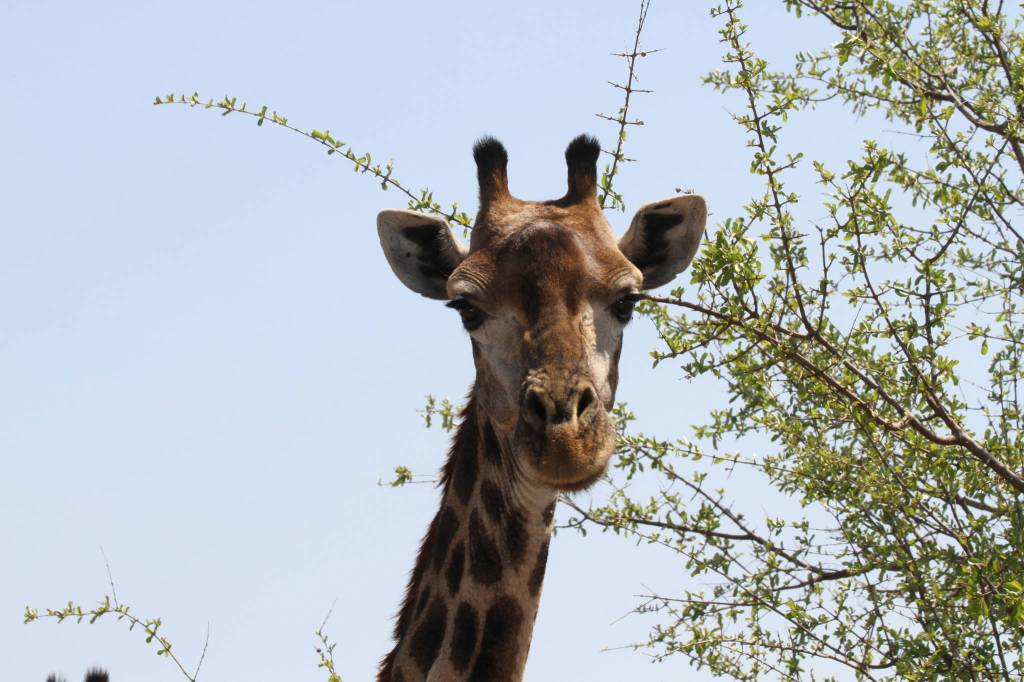 Coastal Raptors director to share Africa experience
