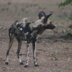 Coastal Raptors director to share Africa experience