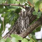 Coastal Raptors director to share Africa experience