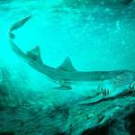 An illustration showing Galagadon nordquistae. (Velizar Simeonovski/Field Museum)