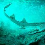 Before megalodon shark came Galagadon — a small shark with ‘spaceship-shaped’ teeth