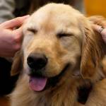 Waffles, a 3-year-old golden retriever and therapy dog, is petted by students at Lane Tech College Prep in Chicago. He was one of several dogs from Canine Therapy Corps offering stress release to Lane Tech students before final exams start. (Stacey Wescott | Chicago Tribune)