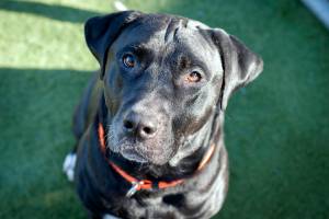 Adoptable Pet: Phoenix