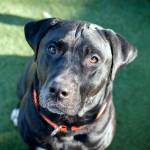 Adoptable Pet: Phoenix