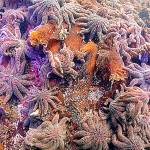 West Coast’s biggest starfish vanishing amid disease, warming oceans, study finds