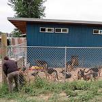 Mossyrock man whose dogs terrorized neighborhood sentenced to more than three years