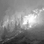 Logging, money battles delay wildfire prevention work
