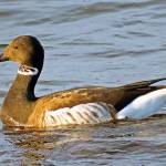 Grays Harbor Birds: Brant (Branta bernicla)