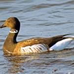 Grays Harbor Birds: Brant (Branta bernicla)