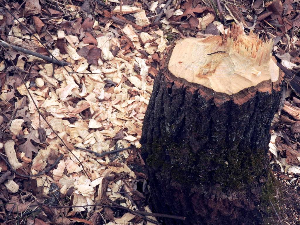 (Kat Bryant) There was plenty of evidence of beavers presence, though I never saw any of the industrious critters.