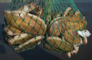 (Daily World file) A batch of razor clams.