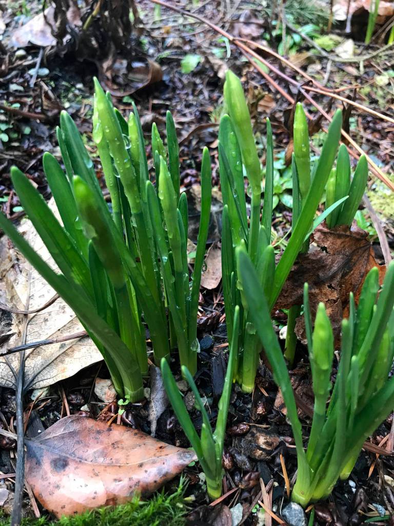 (Photo by Dauna Koval) These mini daffodils have already produced flower buds. If the area freezes, the blooms will die for this season. Add a heavy layer of mulch, covering the buds if you can until all danger of freezing has passed. If they fail to bloom, retain their leaves as long as possible and feed them to give them a healthy chance for next season.