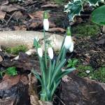 (Photo by Dauna Koval) Snowdrops are some of the earliest-appearing spring bulbs. They usually come out in late January or early February, sometimes even growing through snow. If you have any, they are right on schedule.