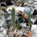 Master Gardener: Snow-covered early spring bulbs still might have a chance