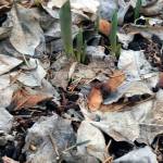 Photos by Dauna Koval                                I mulched these tulips last fall with leaves. The deer got these the day after I took this photo, but so far theyve left one I had surrounded with coffee grounds.