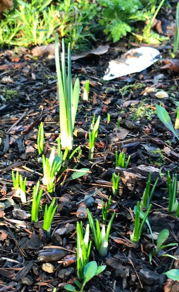 (Photo by Dauna Koval) These daffodils and smaller crocus are pushing through a light layer of mulch laid down last fall. Notice that there are only leaves, no buds. If the tips turn brown or yellow, our winds have dried them out and they need water.