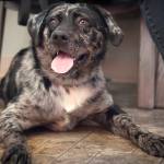 Adoptable Pet: Rocky