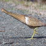 Grays Harbor Birds: American Bittern (Botaurus lentiginosus)