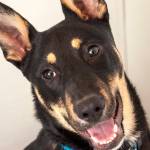 Adoptable Pet: Dexter