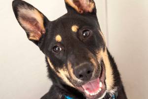 Adoptable Pet: Dexter