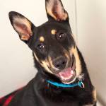 Adoptable Pet: Dexter