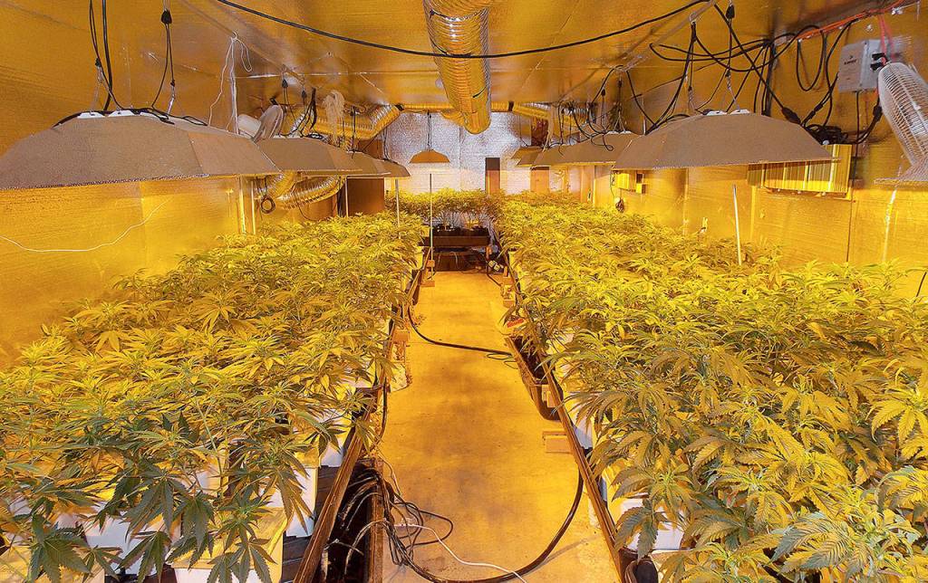 COURTESY GRAYS HARBOR DRUG TASK FORCE Thousands of marijuana plants valued at around $80 million were confiscated during the 2017 Green Jade busts. Large, elaborate illegal marijuana grows were set up in homes throughout Grays Harbor County.