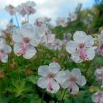 Photo by Mary Shane                                The Biokovo is a scampering geranium favored by the author.