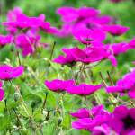 My favorite plants, continued: G for geraniums and H for hostas