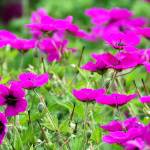 Photo by Tony Hammond                                The Ann Folkard is a sprawling geranium that loves the sun and can quickly cover an area where spring flowers and bulbs have died back.