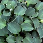 Photo by Andy Mabbett                                The Blue Mouse Ear is a dwarf hosta, and it has many offspring: Calico Mouse Ears, Church Mouse and Holy Mouse Ears, to name a few.
