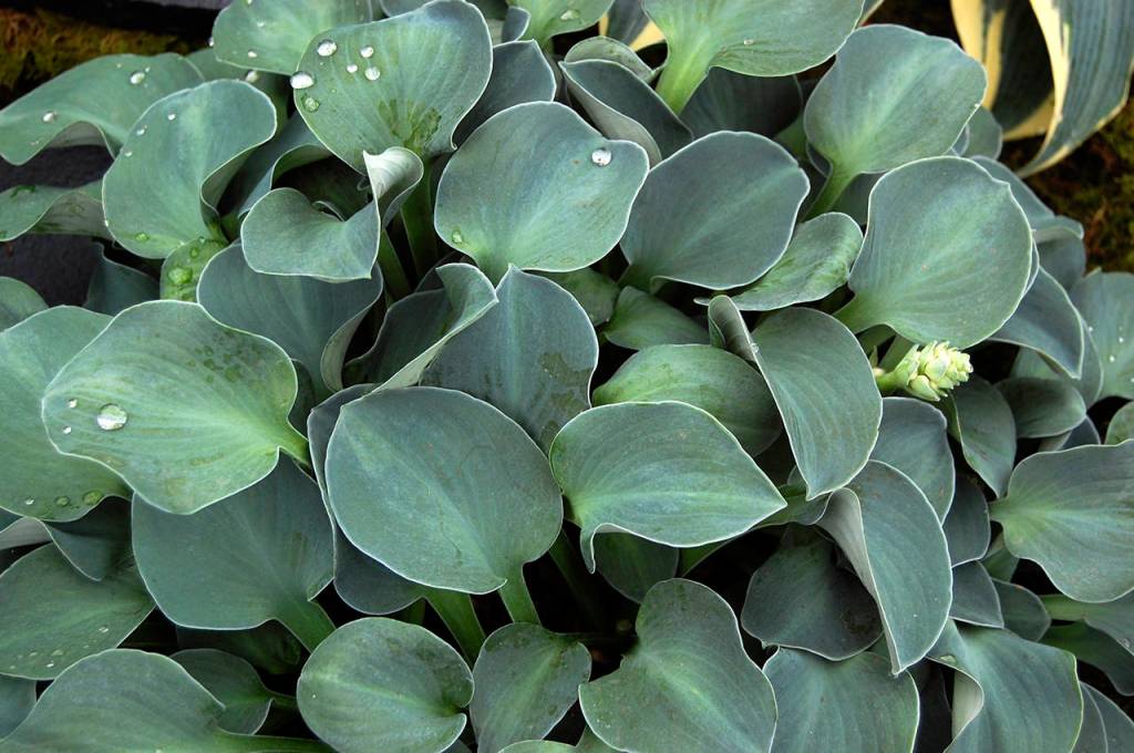 Photo by Andy Mabbett                                The Blue Mouse Ear is a dwarf hosta, and it has many offspring: Calico Mouse Ears, Church Mouse and Holy Mouse Ears, to name a few.