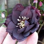 (NZFauna) The blue-black hellebore is a double version of the Helleborus x hybridus.