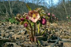 Master Gardener: Meet the lovely hellebore