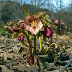 (Stock) The Christmas rose grows on long stems and blooms late each year, hence its name. It is an example of a caulescent hellebore, with stems rising about the plant.