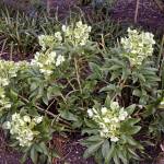 (Acabashi) The Corsican hellebore is one variety that grows on stems (a caulescent hellebore). This one is noted for its leathery three-part leaves.
