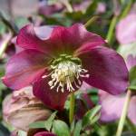 (David Stang) Red lady hellebore is called a Lenten rose because of its bloom in early springtime. It is an example of the acaulescent hellebore.