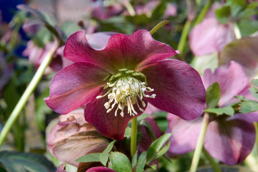 (David Stang) Red lady hellebore is called a Lenten rose because of its bloom in early springtime. It is an example of the acaulescent hellebore.