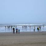 DAN HAMMOCK | GRAYS HARBOR NEWS GROUP                                Razor clam diggers enjoyed calm winds and near 70 degree weather March 16 at Twin Harbors. The next round of digs, March 21-24, has been approved, including three days at Kalaloch.