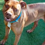 Adoptable Pet: Bo