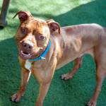 Adoptable Pet: Bo
