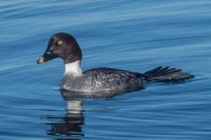 Grays Harbor Birds: Common Goldeneye (Bucephala clangula)