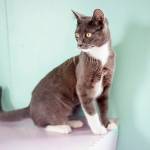 Sister: Adoptable Pet of the Week