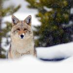 <strong>ABOVE:</strong> Things finally may be looking up for the coyote. (Photo by Hal Brindley, Dreamstime)                                <strong>RIGHT:</strong> Franz Camenzind, a biologist with Project Coyote, observes a group of coyotes on an elk preserve outside Jackson, Wyoming. (Photo by David Montero, Los Angeles Times