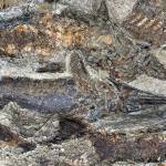 Doctoral student’s major find: Scene of devastation from dinosaur-killing asteroid