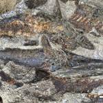 KU doctoral student Robert DePalma discovered these fish fossils in North Dakota, a glimpse of the devastating moments after a giant asteroid crashed into Earth. (Robert DePalma/University of Kansas)