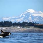 Steve Ringman | Seattle Times                                 A southern resident killer whale breaches in Haro Strait just off San Juan Islands west side with Mt. Baker in the background.