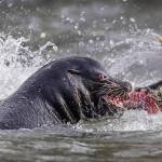 A sea lion rips into a salmon swimming home to spawn in the Nisqually River in January.